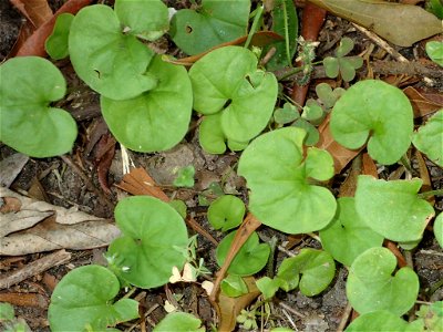 Dichondra carolinensis - Carolina ponysfoot