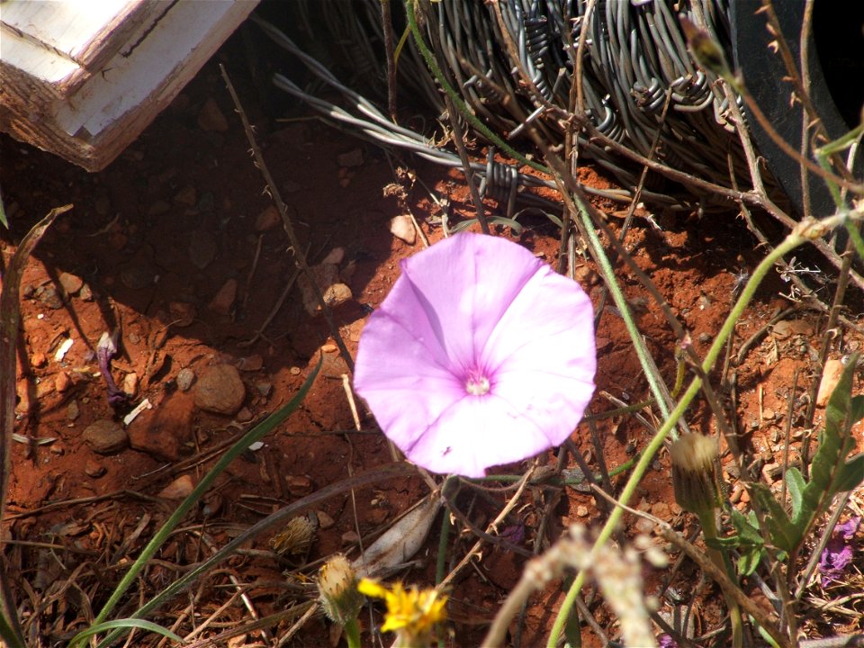 Convolvulus althaeoides, mallow bindweed.