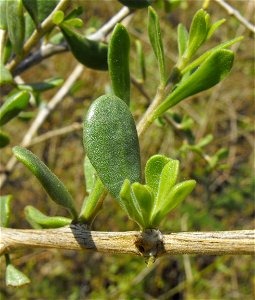 Lycium andersonii. At Descanso Gardens in La Cañada Flintridge, Southern California. Identified by sign. photo