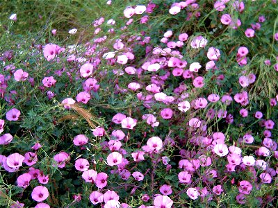 Convolvulus althaeoides habit, La Mata, Torrevieja, Alicante, Spain