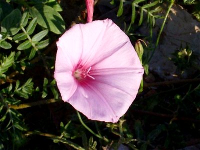 Convolvulus althaeoides habit, La Mata, Torrevieja, Alicante, Spain.