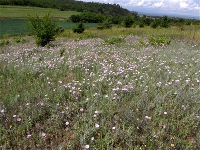 Convolvulus althaeoides in Kamaka, Novo selo, Vidin