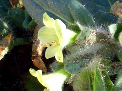 Hyoscyamus albus flower Close up Campo de Calatrava, Spain photo