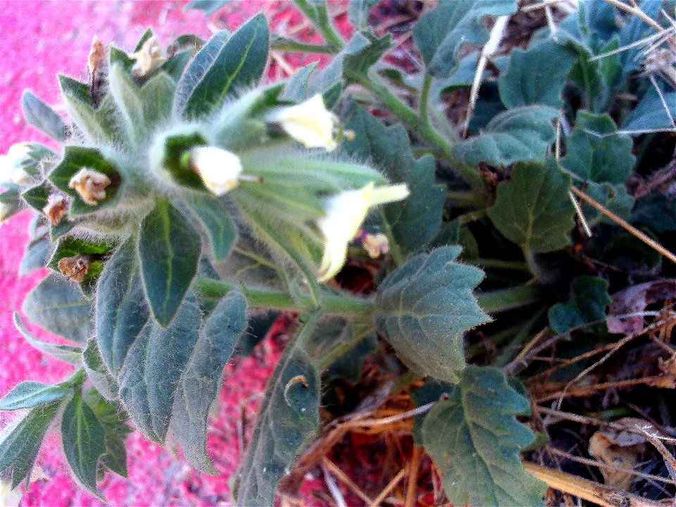 Hyoscyamus albus plant, Parque Natural de la Laguna de la Mata y Torrevieja, Torrevieja, Spain.