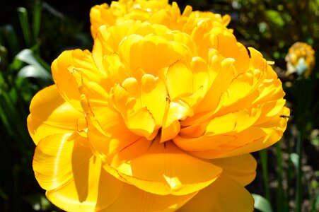 Yellow flower plant photo