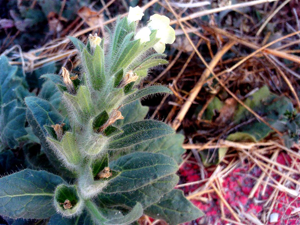 Hyoscyamus albus stem Closeup, Parque Natural de la Laguna de la Mata y Torrevieja, Torrevieja, Spain.