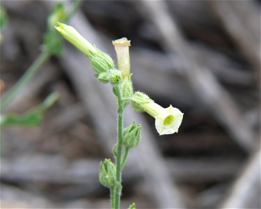 Nicotiana obtusifolia (Desert Tobacco) , photo taken 9/17/07, Tucson, AZ photo