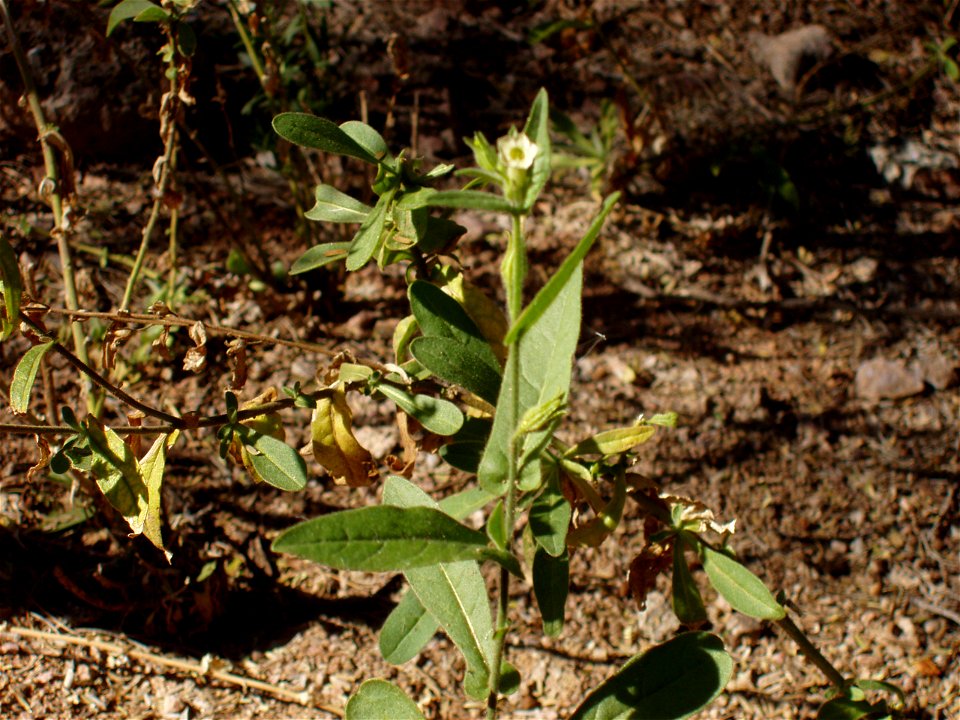 Nicotiana obtusifolia

Taken at Desert Botanical Garden in Phoenix, Arizona.  Labelled Nicotiana trigonophylla.