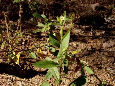 Nicotiana obtusifolia Taken at Desert Botanical Garden in Phoenix, Arizona. Labelled Nicotiana trigonophylla. photo