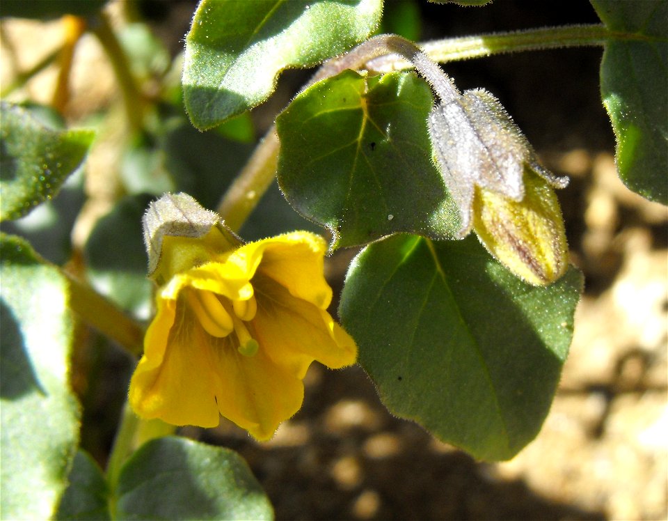 Physalis crassifolia in Anza Borrego Desert State Park, California, USA.
