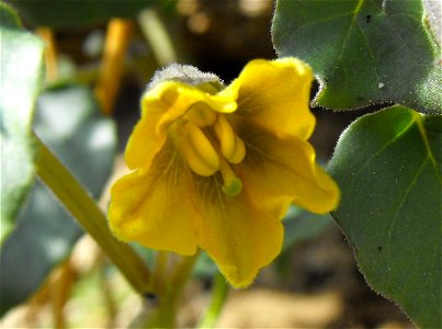 Physalis crassifolia in Anza Borrego Desert State Park, California, USA.
