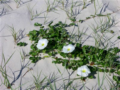 Image title: Morning glory at the beach flowering white flowers Image from Public domain images website, http://www.public-domain-image.com/full-image/flora-plants-public-domain-images-pictures/flower photo