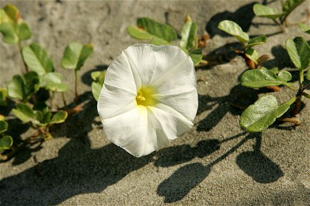 Image title: Beautiful beach flower found along the dunes of bulls island Image from Public domain images website, http://www.public-domain-image.com/full-image/flora-plants-public-domain-images-pictu photo