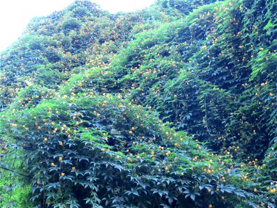 Florida, trepando por cima de 3 ou mais árvores fechando todas as copas
