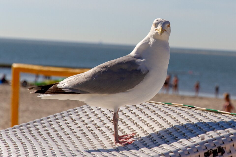 Seagull beach beach chair