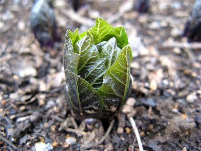 Scopolia japonica