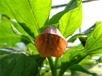 Scopolia japonica photo