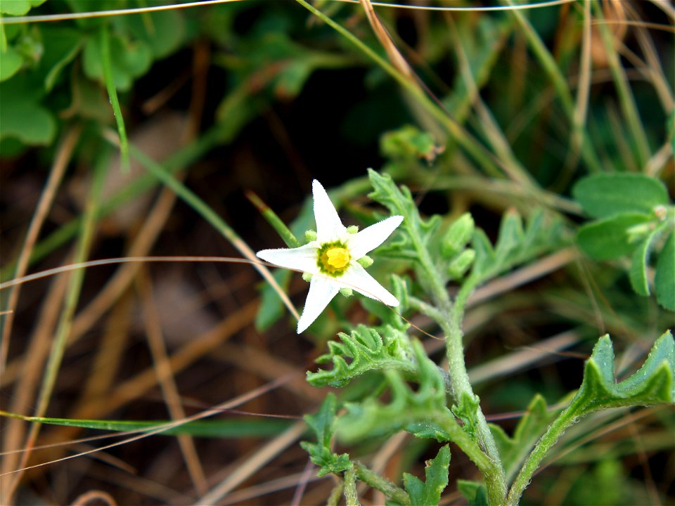 Solanum sarrachoides at Wind Cave National Park, South Dakota, USA