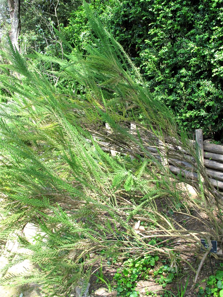 Fabiana imbricata in the jardin des Serres de la Madone in Menton (Alpes-Maritimes, France). Identified by its botanic label.