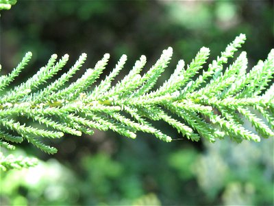 Fabiana imbricata in the jardin des Serres de la Madone in Menton (Alpes-Maritimes, France). Identified by its botanic label. photo