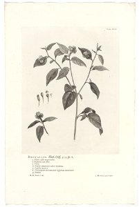 IdentificatieTitel(s): Browallia americanaBrowallia. Hort. Cliff. 319. sp. 1 (titel op object)Objecttype: prent boekillustratie Objectnummer: RP-P-OB-61.488Catalogusreferentie: Wurzbach 7Omschrijving: photo