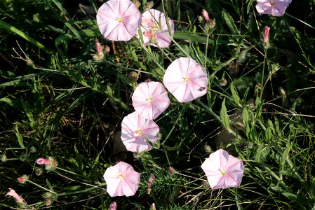 Convolvulus cantabrica