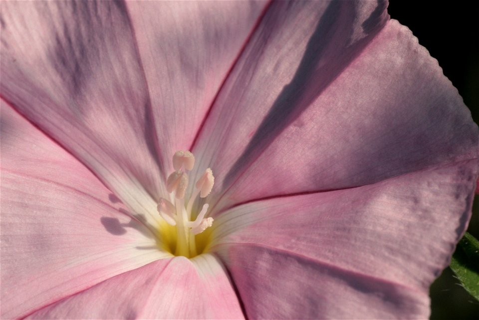 Convolvulus cantabrica
