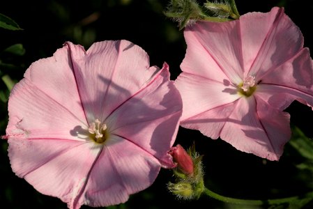 Convolvulus cantabrica