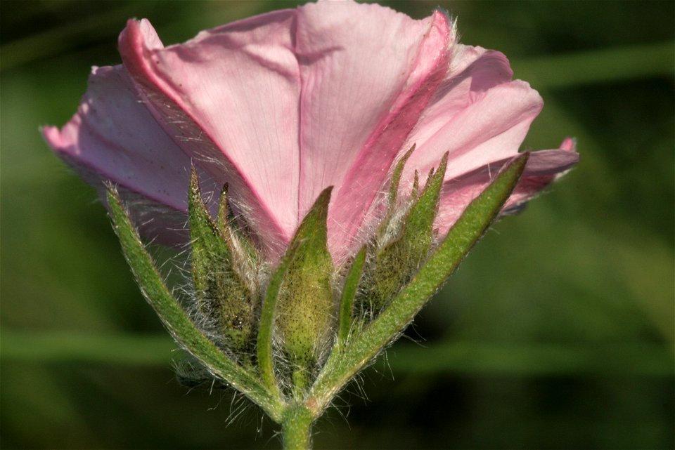Convolvulus cantabrica