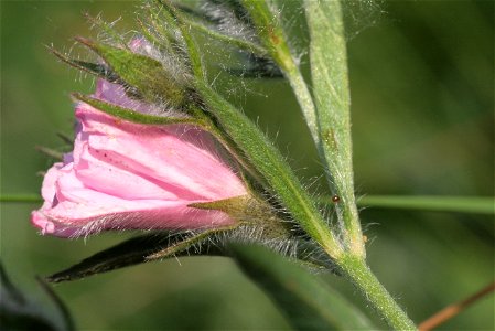 Convolvulus cantabrica