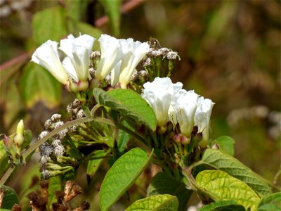 Flowers of the hogvine (Merremia umbellata) growing wild along the coastal road south of Ereke, northeastern Buton Island, Southeast Sulawesi, Indonesia