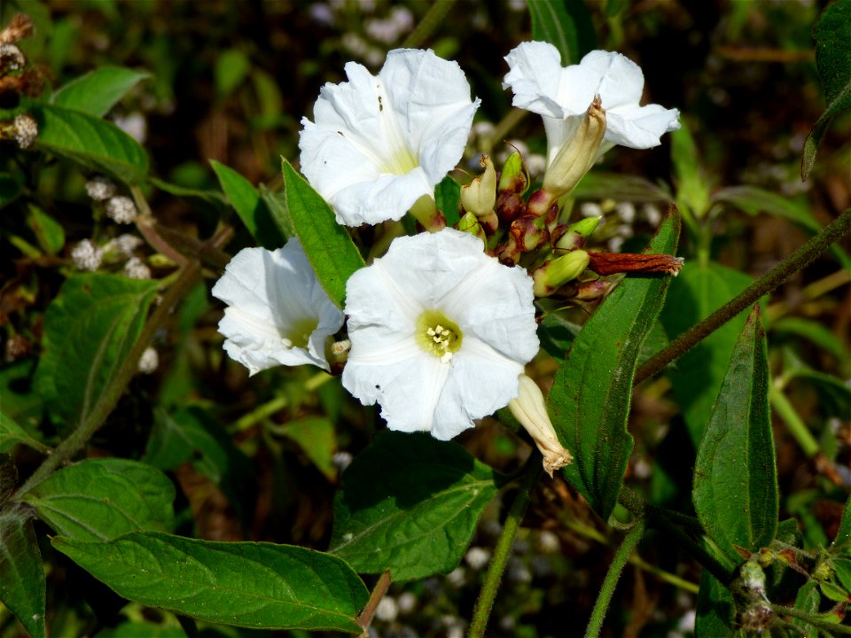 Flowers of the hogvine (Merremia umbellata) growing wild along the coastal road south of Ereke, northeastern Buton Island, Southeast Sulawesi, Indonesia