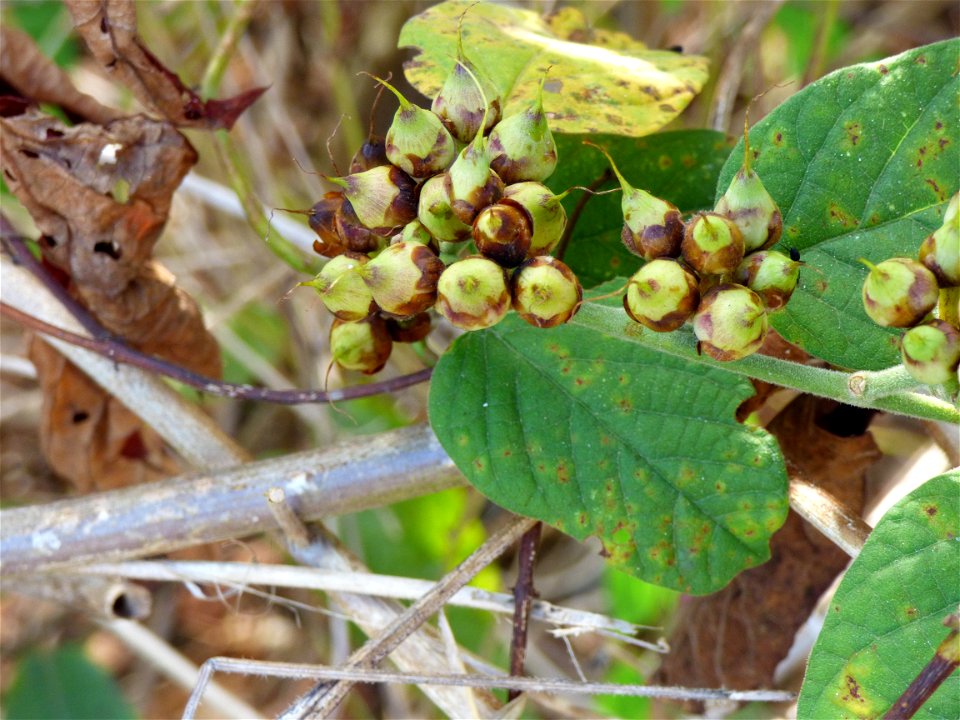 Fruits of the hogvine (Merremia umbellata) growing wild along the coastal road south of Ereke, northeastern Buton Island, Southeast Sulawesi, Indonesia