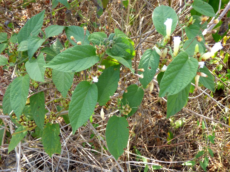 Leaves of the hogvine (Merremia umbellata) growing wild along the coastal road south of Ereke, northeastern Buton Island, Southeast Sulawesi, Indonesia