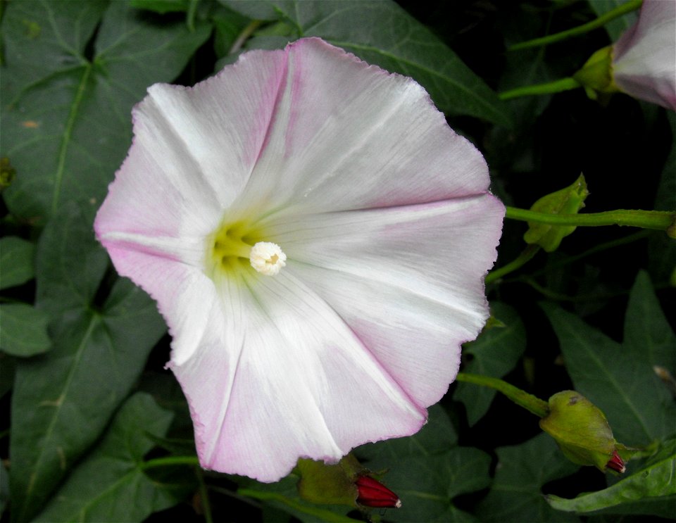 Calystegia macrostegia 'Candy Cane' cultivar - at the Rancho Santa Ana Botanic Garden in Claremont, Southern California, U.S.
 Identified by garden i.d. sign.
