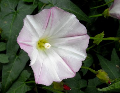 Calystegia macrostegia 'Candy Cane' cultivar - at the Rancho Santa Ana Botanic Garden in Claremont, Southern California, U.S.
 Identified by garden i.d. sign.