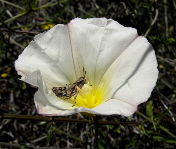 Calystegia macrostegia, with a grasshopper in it, at Torrey Pines State Reserve, San Diego, California, USA.