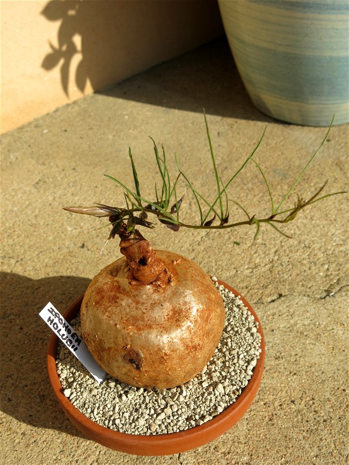 Ipomoea holubii bought on the market of Louhans (Saône-et-Loire, France).