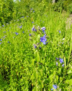 Hydrolea ovata, banks of Mountain Fork near Ward Creek, McCurtian County, Oklahoma.