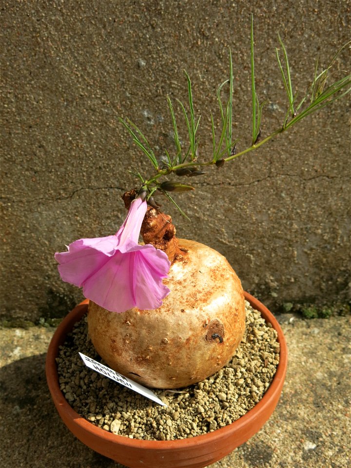 Ipomoea holubii bought on the market of Louhans (Saône-et-Loire, France).