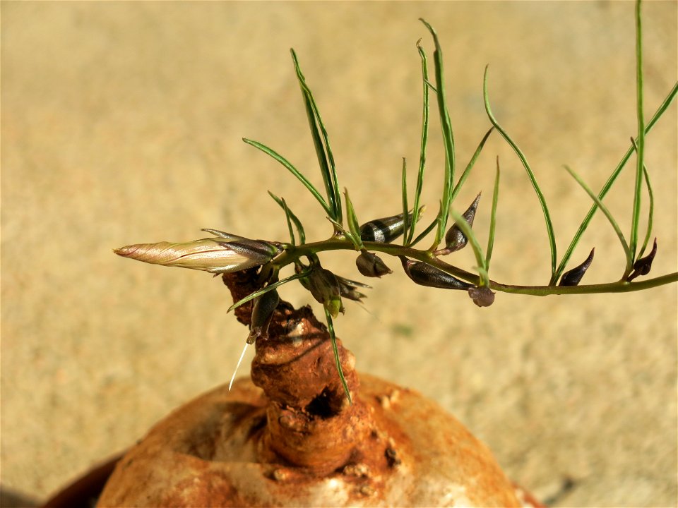 Ipomoea holubii bought on the market of Louhans (Saône-et-Loire, France).