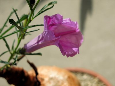 Flower of Ipomoea holubii growing near Paris (France).