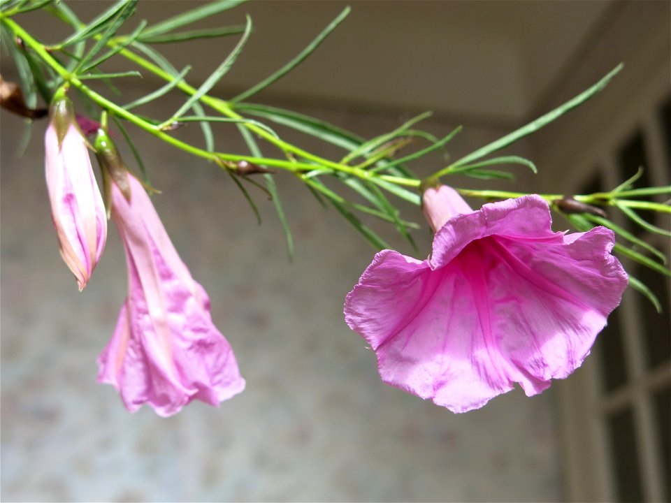 Flower of Ipomoea holubii growing near Paris (France).