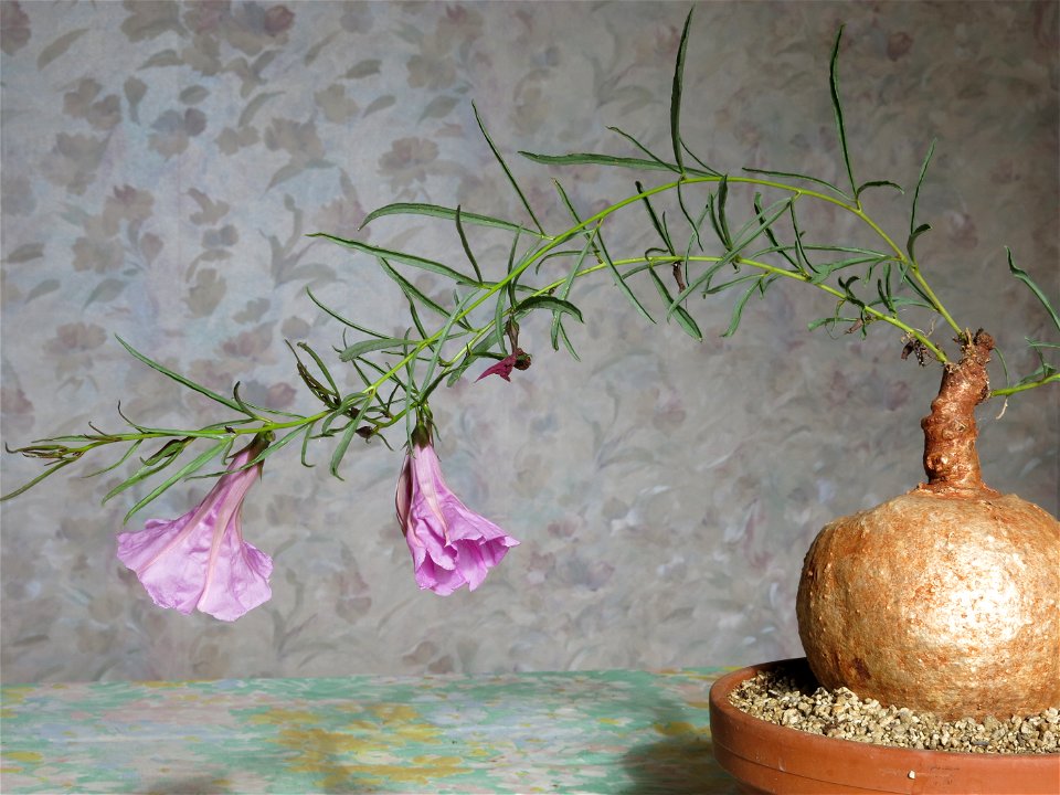 Flower of Ipomoea holubii growing near Paris (France).
