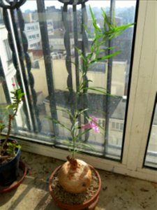 Ipomoea holubii growing near Paris (France).