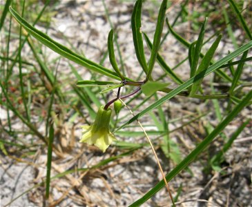 Physalis angustifolia, found on sandy bayside at St. Joseph Peninsula State Park, Gulf County, Florida. photo