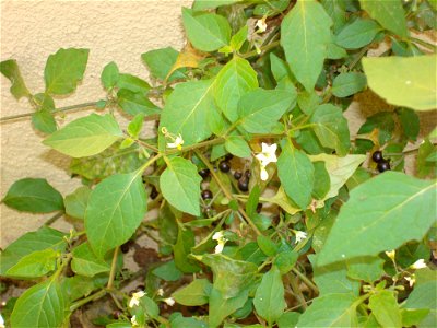 Solanum furcatum photo