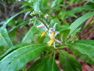 Solanum bahamense, coastal limestone woodland at Big Pine Key, Florida. photo