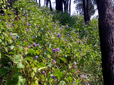 hillside dominated by Solanum pungetium, Flint & Steel Beach, Hawkesbury River, Ku-Ring-Gai Chase National Park, Australia photo