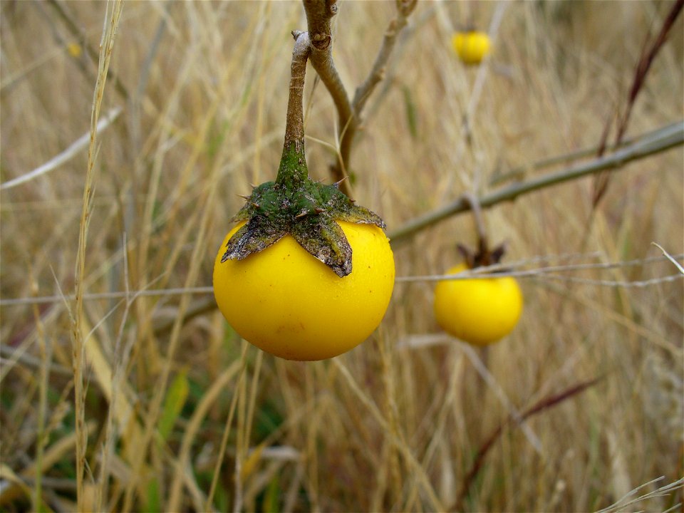 I am the originator of this photo. I hold the copyright. I release it to the public domain. This photo depicts a fruit.